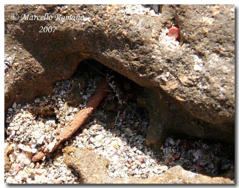 Omaggio alla pi bella cicindela di Sicilia: Calomera lugens